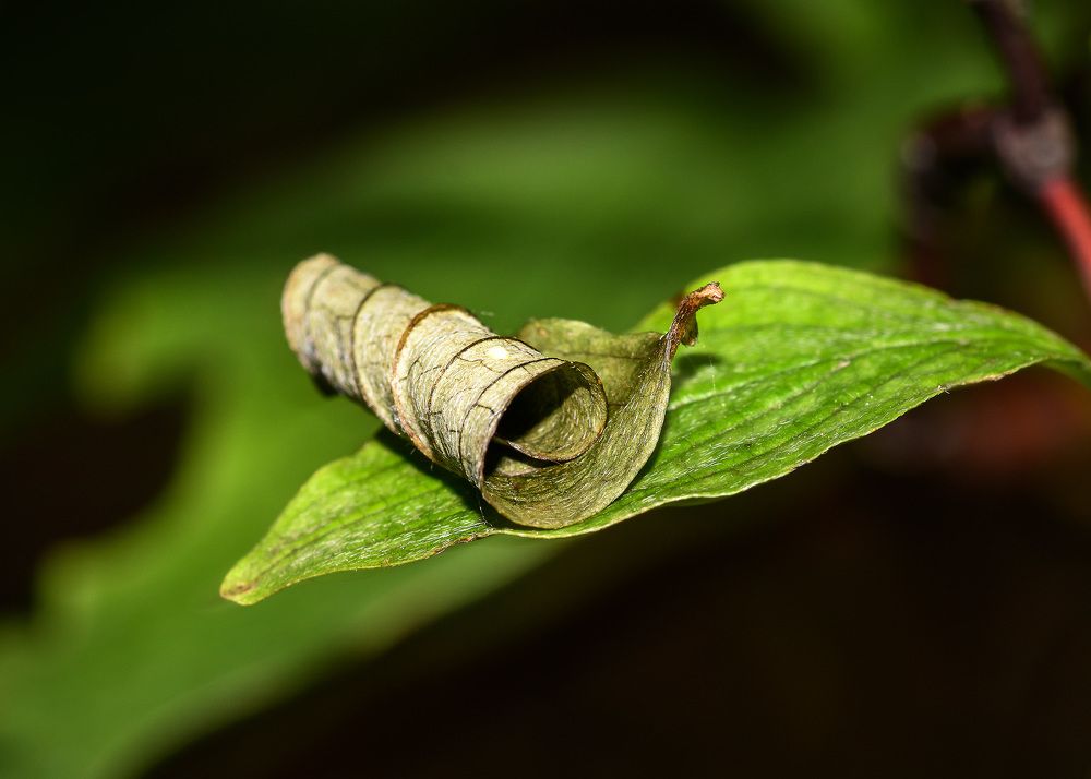 Photograph by Valery Pegushev