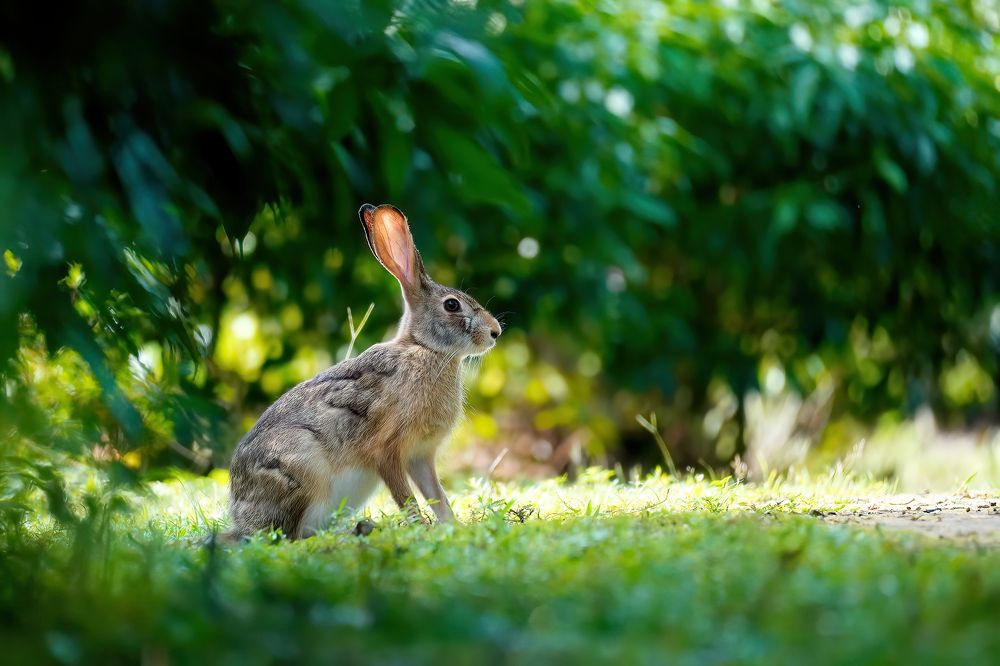 Photograph by Md shahidul Islam