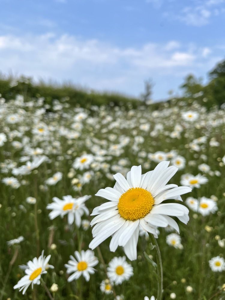 Photograph by Amy May Holt