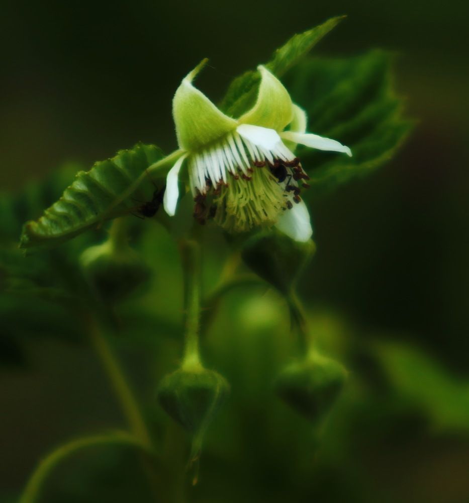 Фотография автора Алла Бойко
