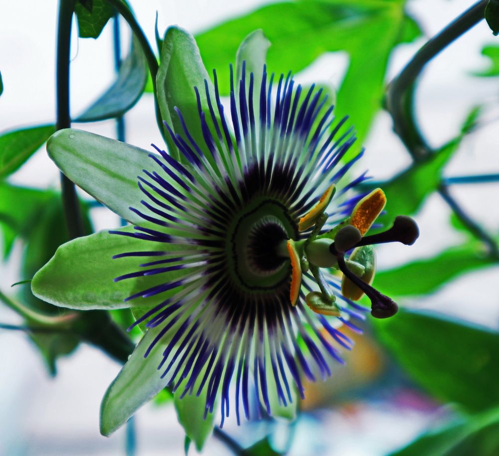 Фотография автора Алла Бойко