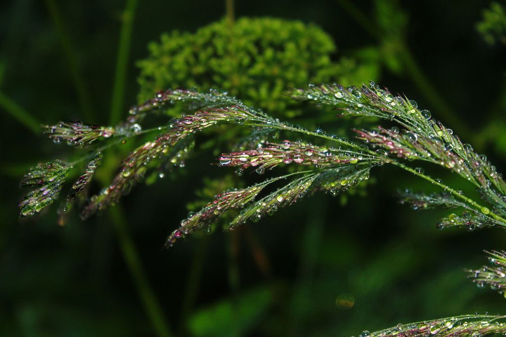 Фотография автора Алла Бойко