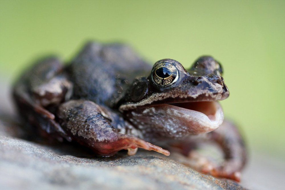 Минута славы