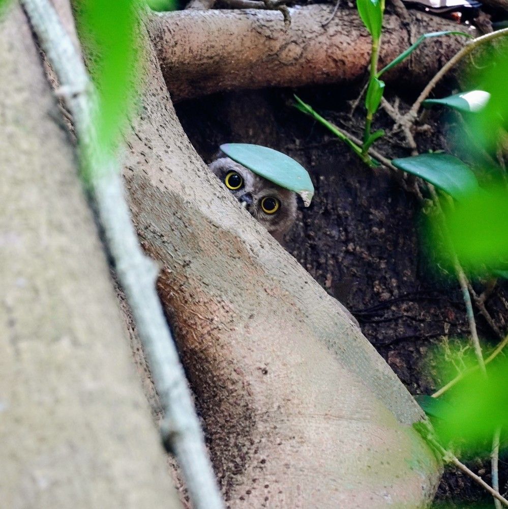 Photograph by Md shahidul Islam