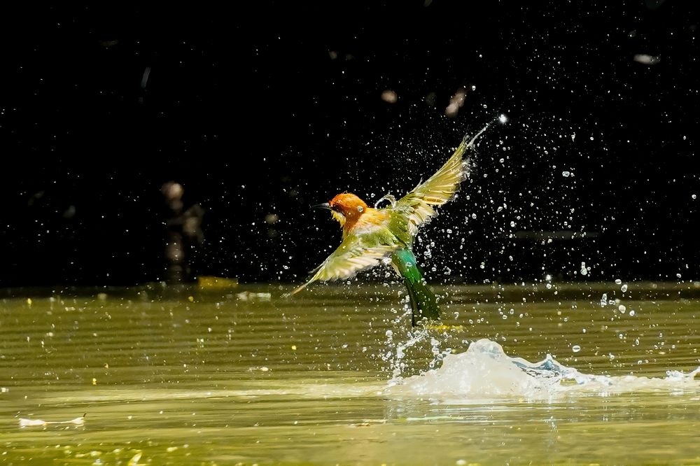 Photograph by Md shahidul Islam