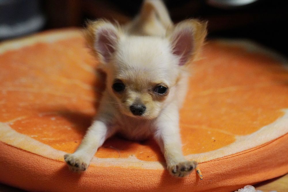 Фотография автора Алексей Пожаренко