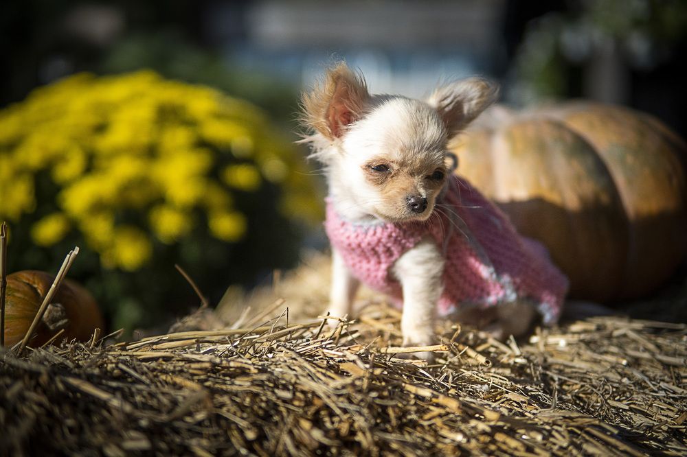 Фотография автора Алексей Пожаренко
