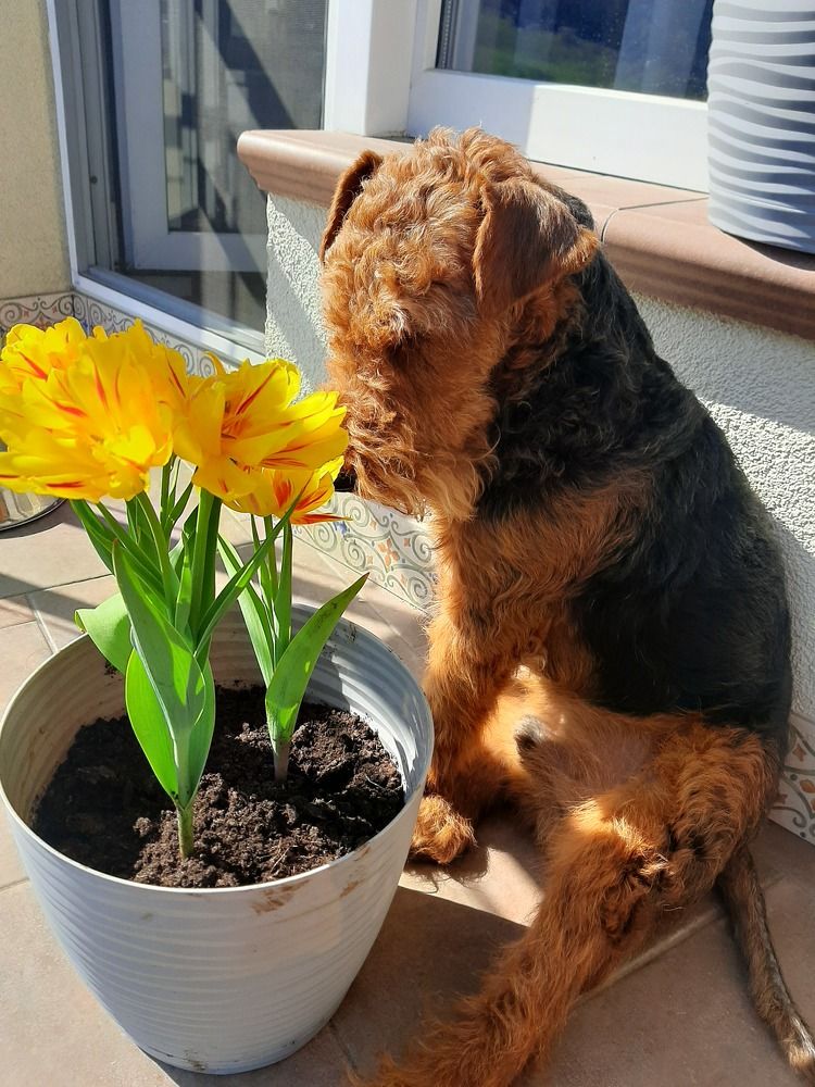 Фотография автора Алиса Мамышева