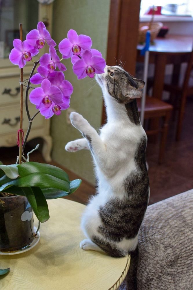 Фотография автора Марина Корреа Ластра