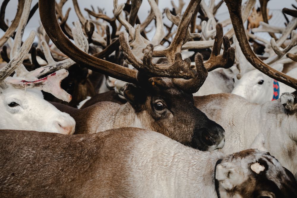 Photograph by Ксения Плоткина