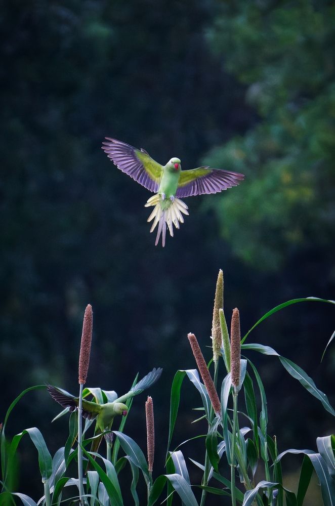 Photograph by AVIJIT KONER