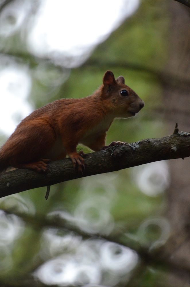 Фотография автора Вадим Писарев