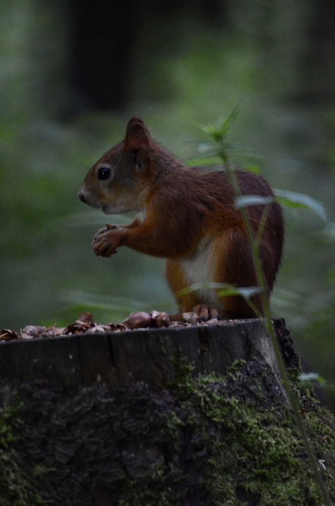 Фотография автора Вадим Писарев