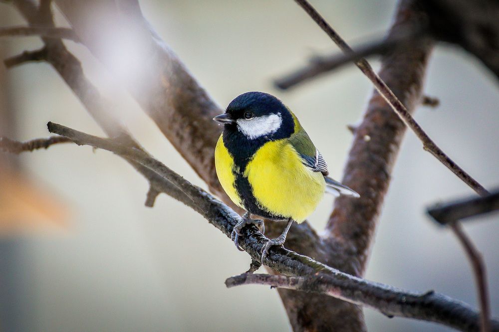 Фотография автора Юрий Фефилов