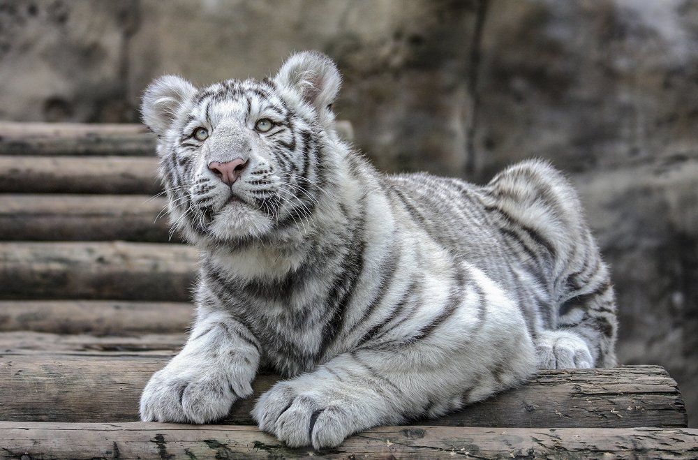 Маленькая тигра