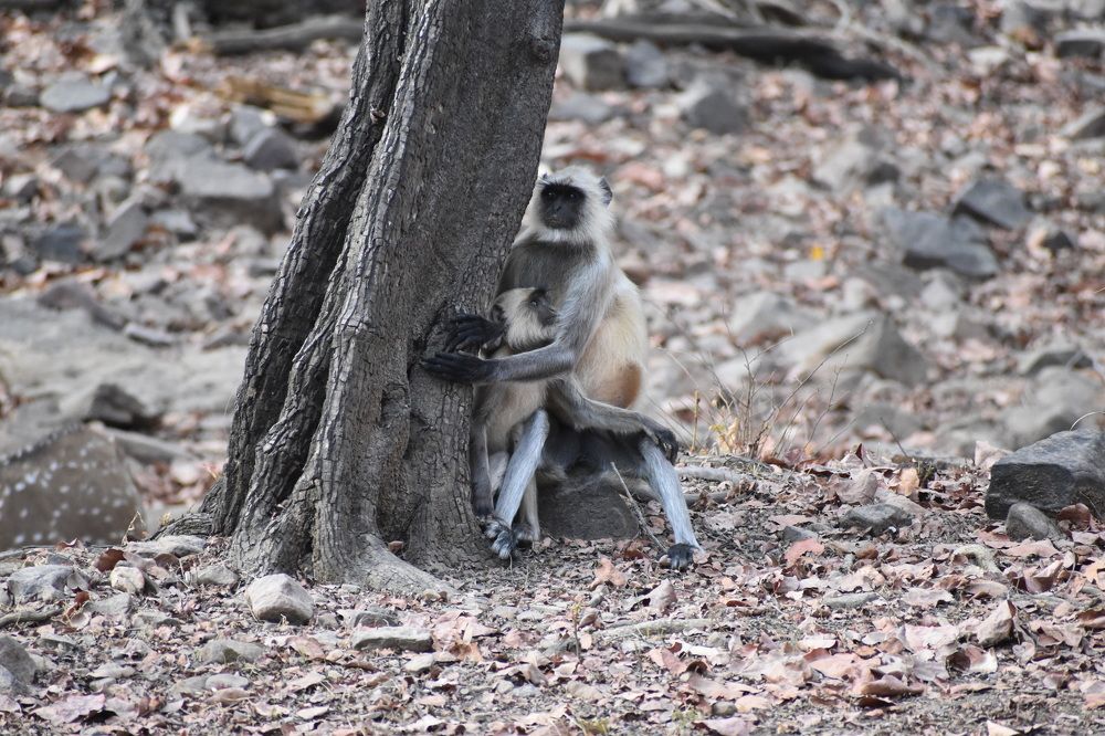 Photograph by Jithin Thomas