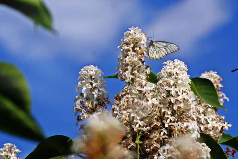 Анастасия, Russia