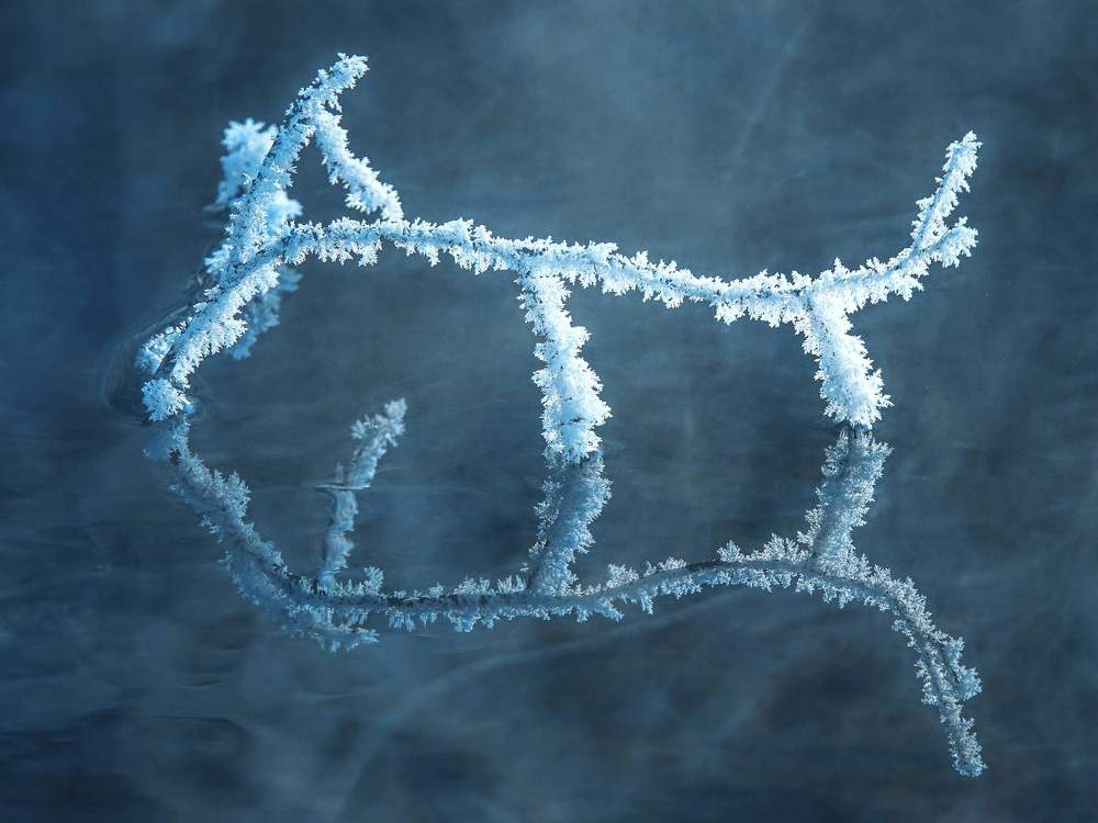 Веточка в инее.