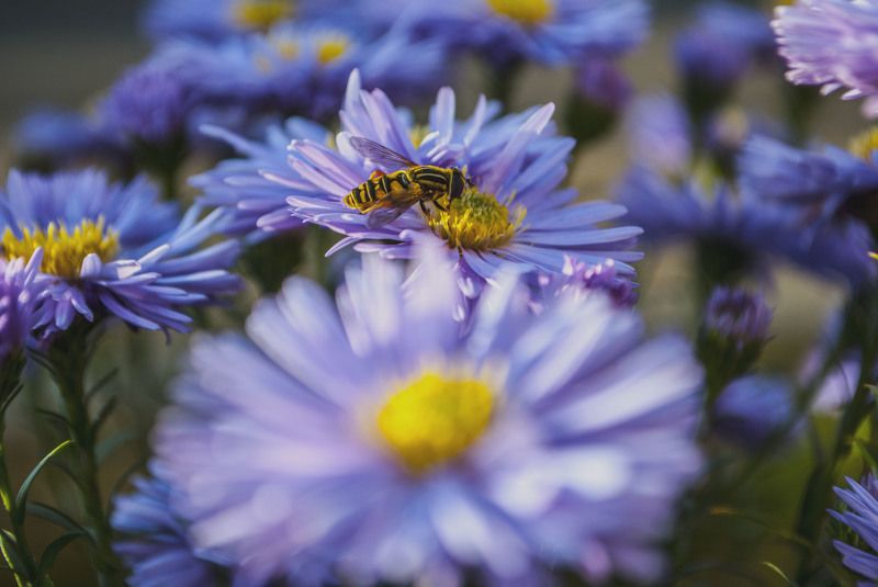 Павел Абушкин, Russia