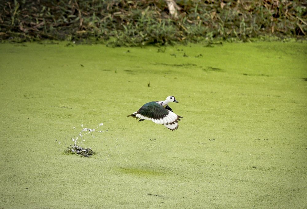 Фотография автора Mrinmoy Mondal