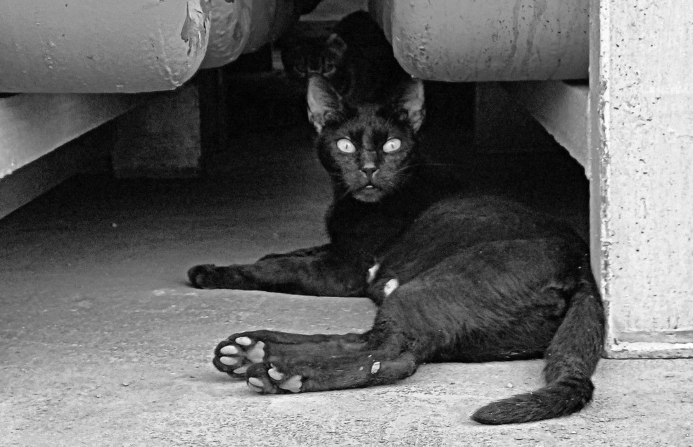 Фотография автора Сергей Рапопорт