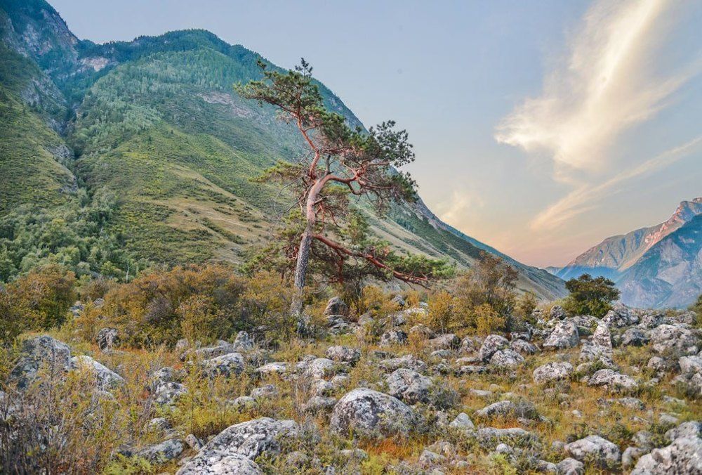 Цвета Алтая