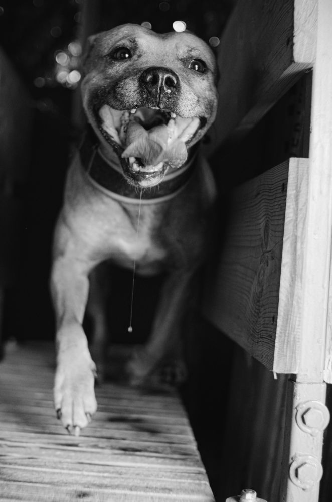 Photograph by Созвездие собак. Constellation O Dogs