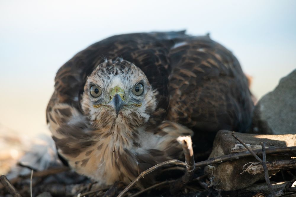 Фотография автора Алексей Арестов