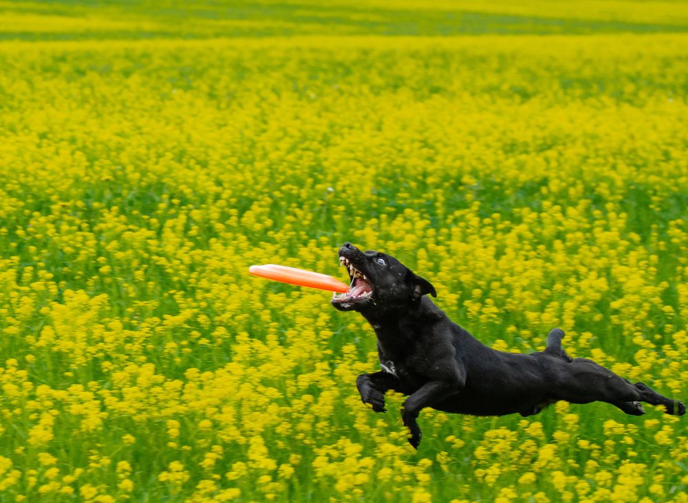 Photograph by Созвездие собак. Constellation O Dogs