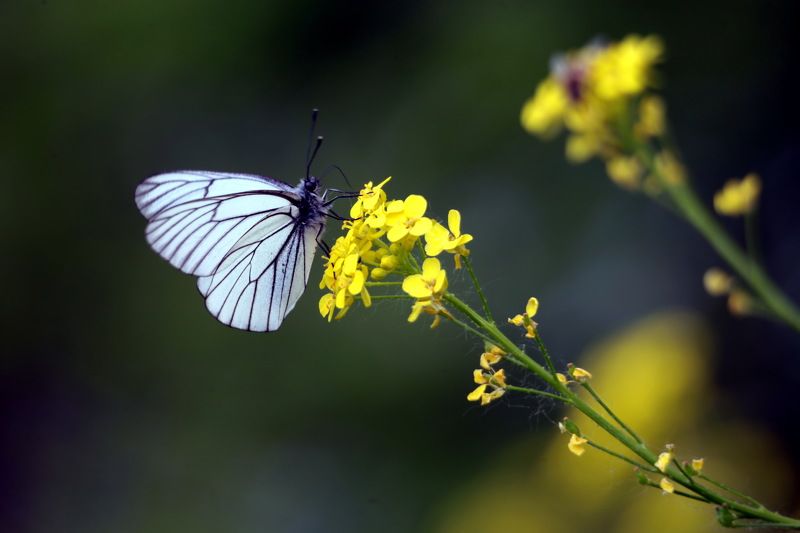 Анатолий, Russia