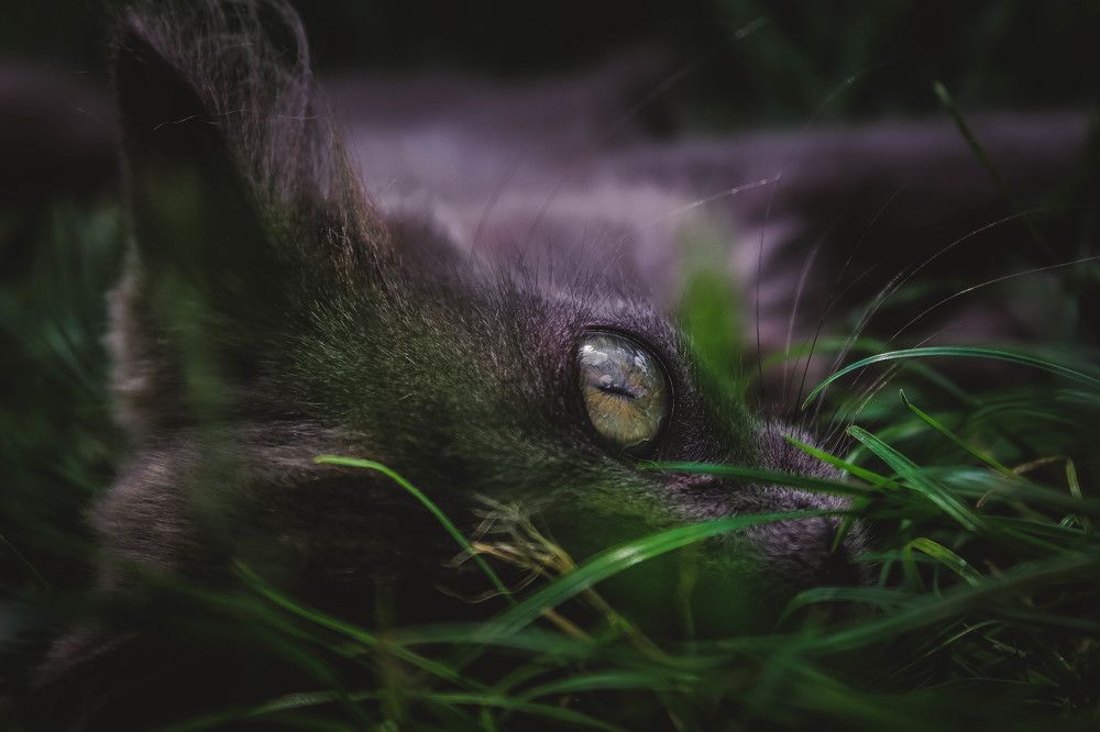 Глаза маленького зверя