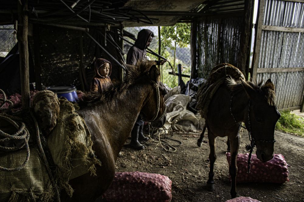 Photograph by Giovanni Alvarado Fis