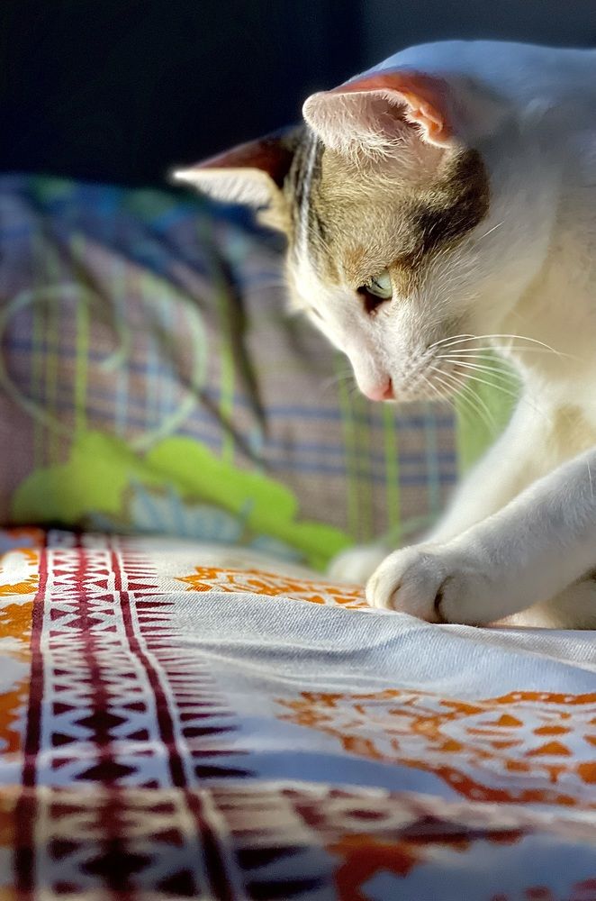 Photograph by Jubaida Begum