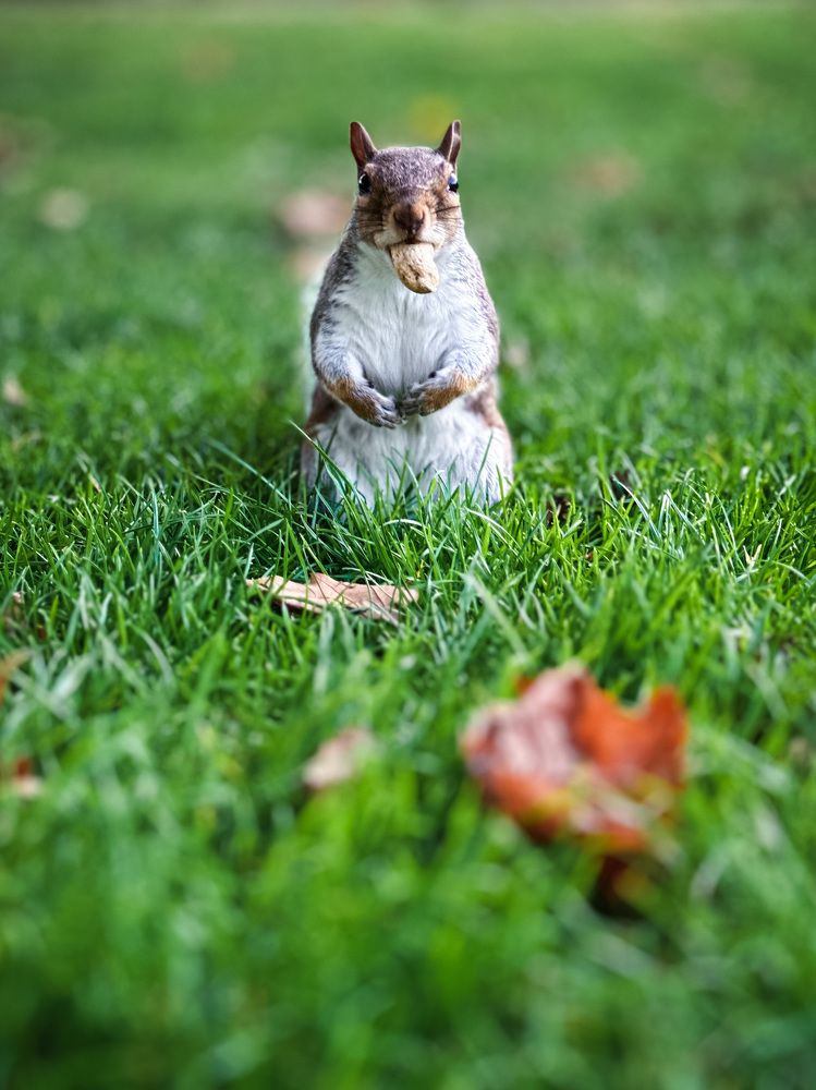 Squirrel love nuts