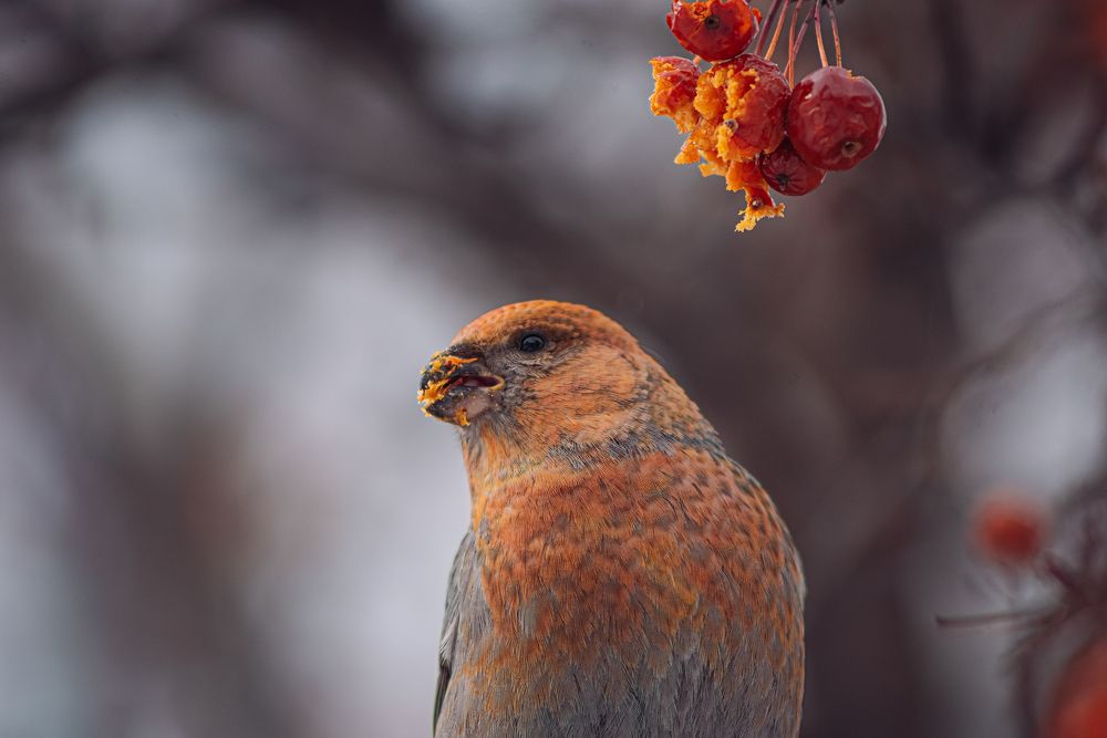 Photograph by Татьяна Ровенская