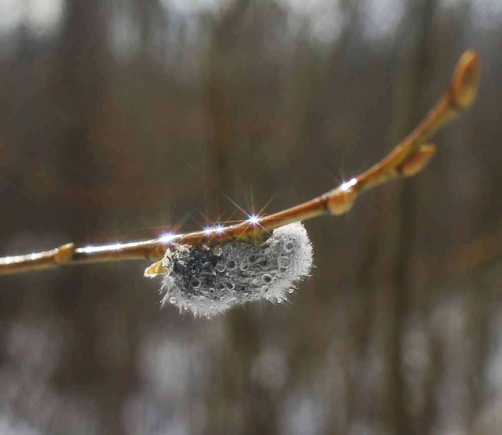 Фотография автора Алла Бойко