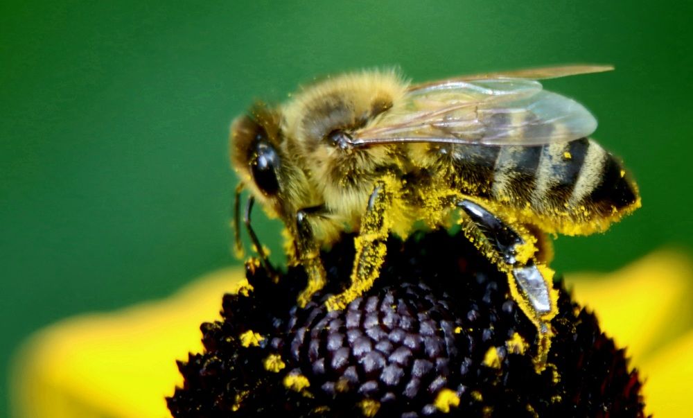 Photograph by Safet Hasanoski