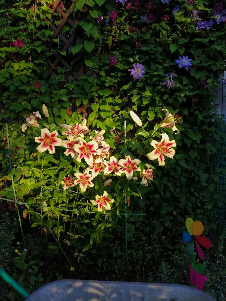 Фотография автора Serafima Futliarova