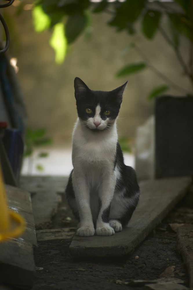 Фотография автора Diego Garcia
