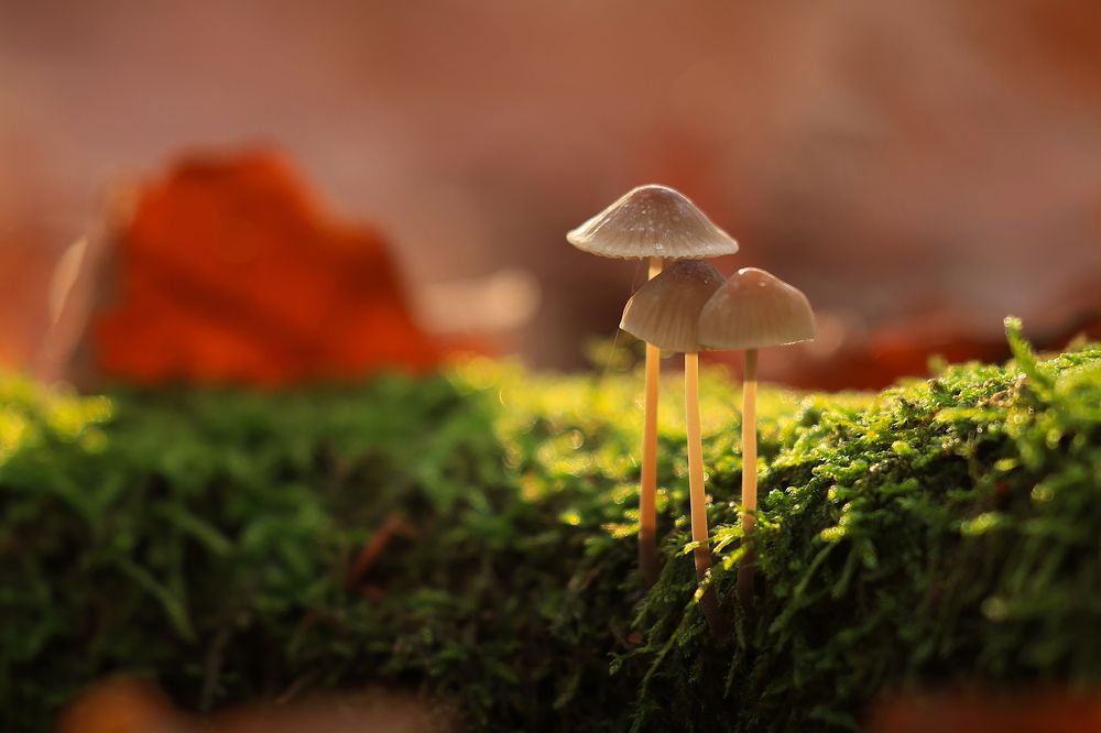 Photograph by Валентина Сытник