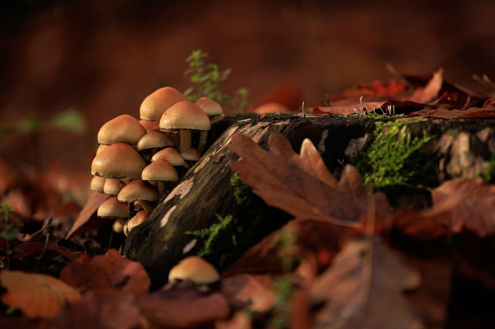 Photograph by Валентина Сытник