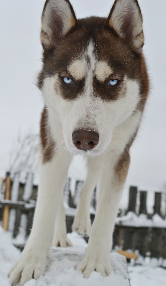 Photograph by Созвездие собак. Constellation O Dogs