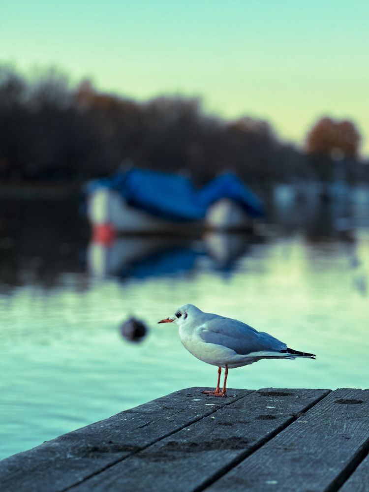 Photograph by  Syed Mortuza Hussain