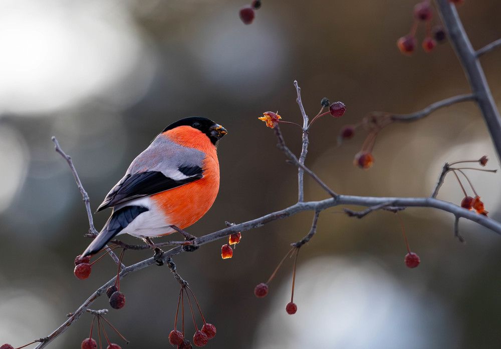 Photograph by Vladimir Voronyuk