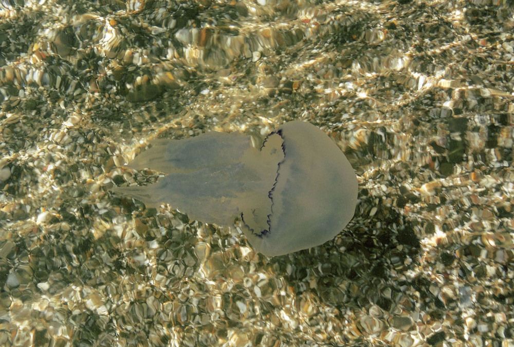 Фотография автора Алла Бойко