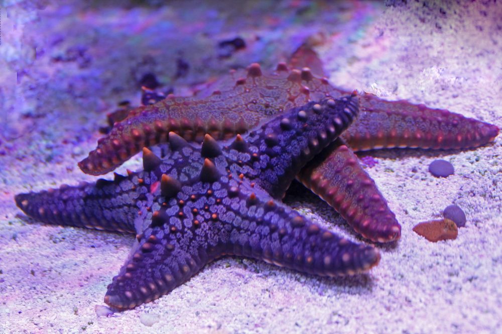 Фотография автора Алла Бойко