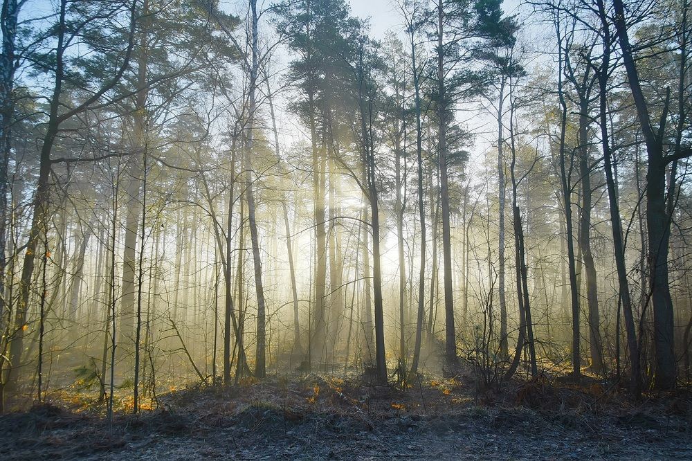 Утренний пейзаж