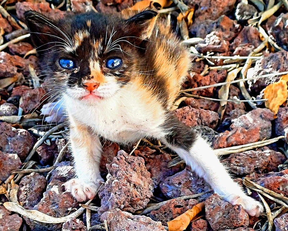 Фотография автора Сергей Рапопорт