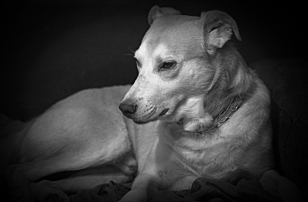 Фотография автора Сергей Рапопорт