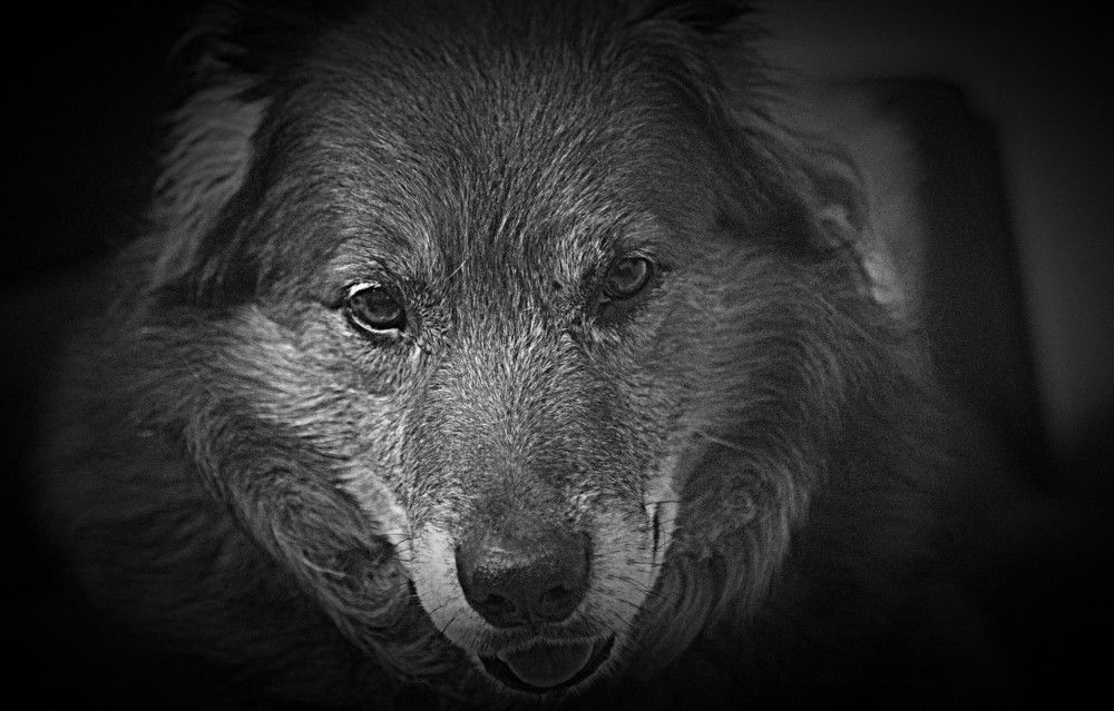 Фотография автора Сергей Рапопорт